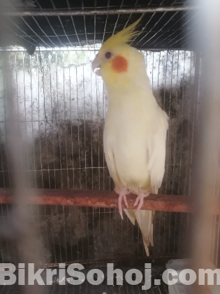 ককাটেল পাখি